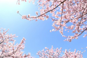 桜