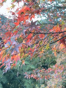 紅葉狩り (2)